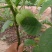 核桃苗一年苗50~100cm