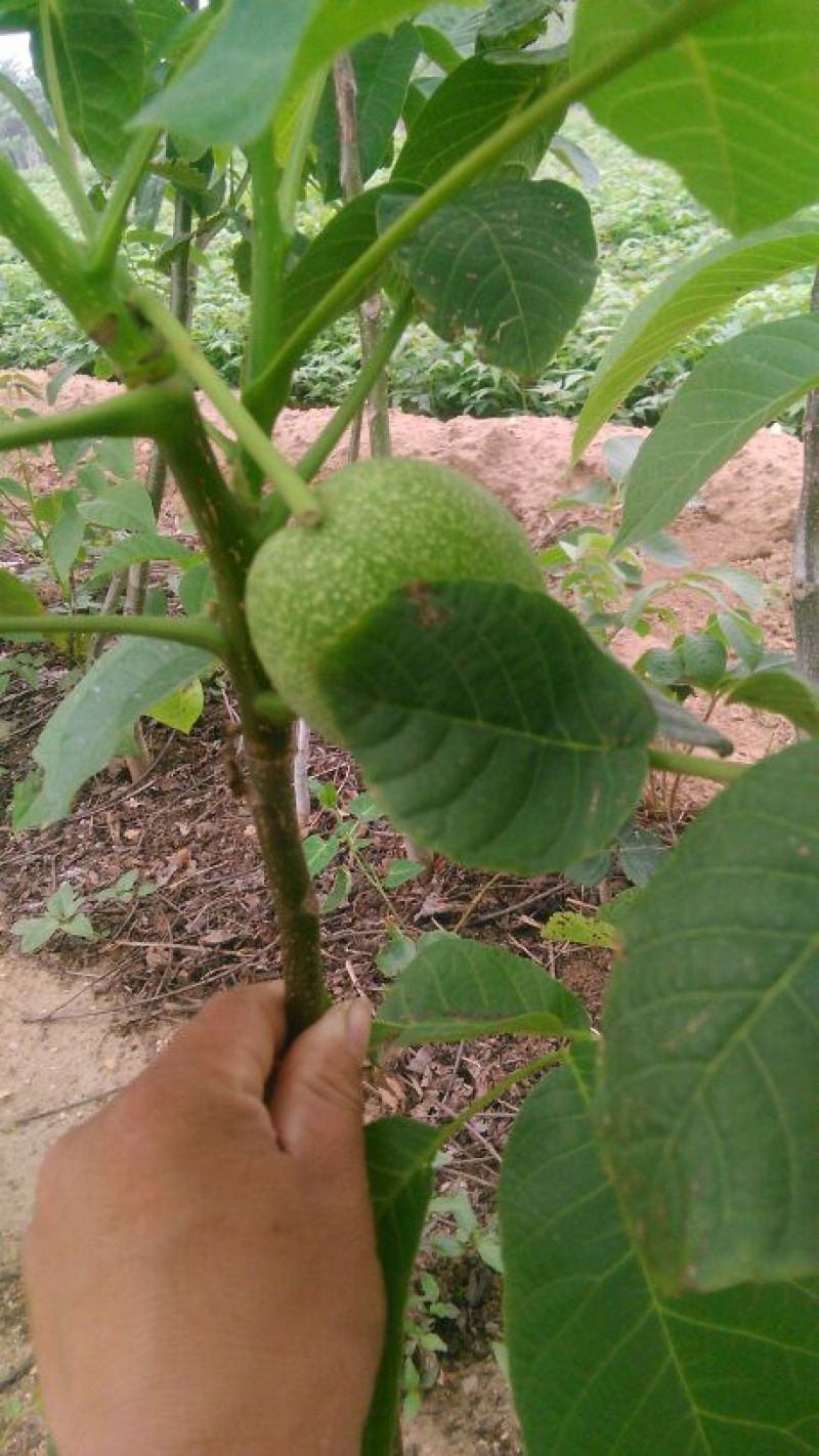 核桃苗一年苗50~100cm