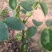 核桃苗一年苗50~100cm