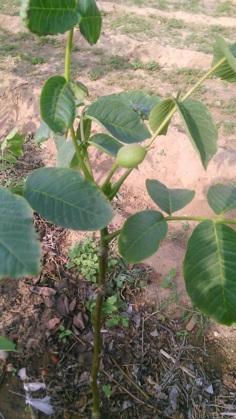 核桃苗一年苗50~100cm