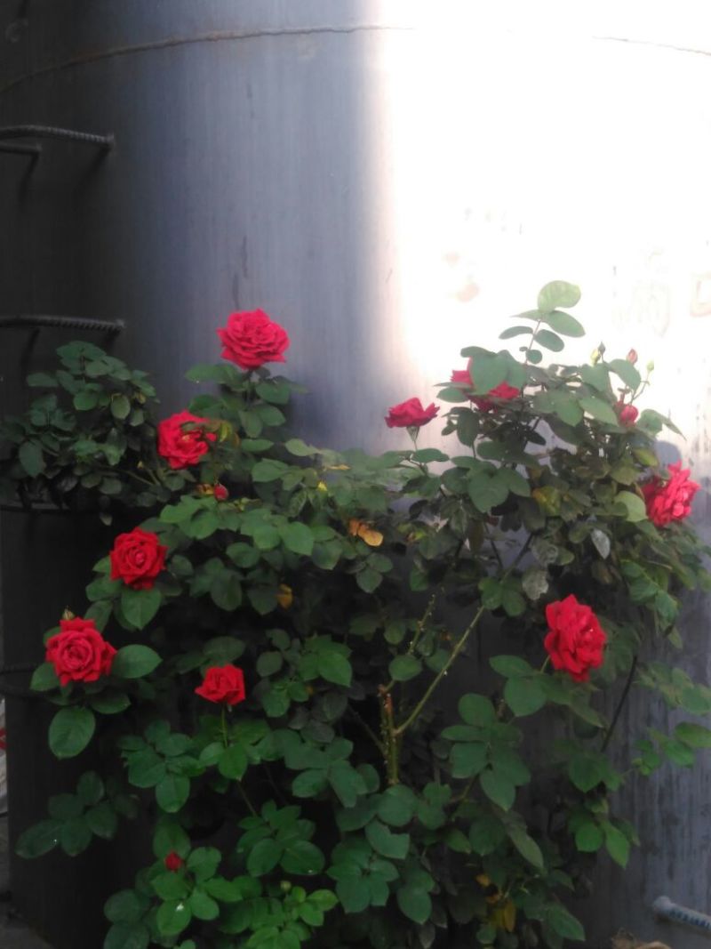菜油四级