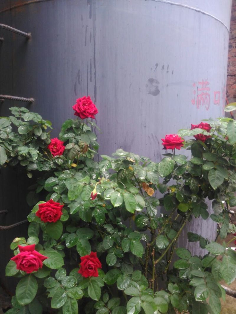 菜油四级