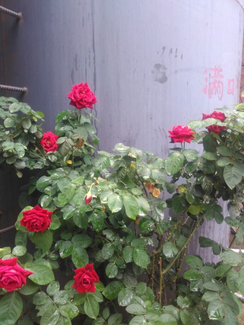 菜油四级