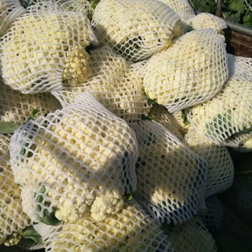 菜花适中乳白2斤
