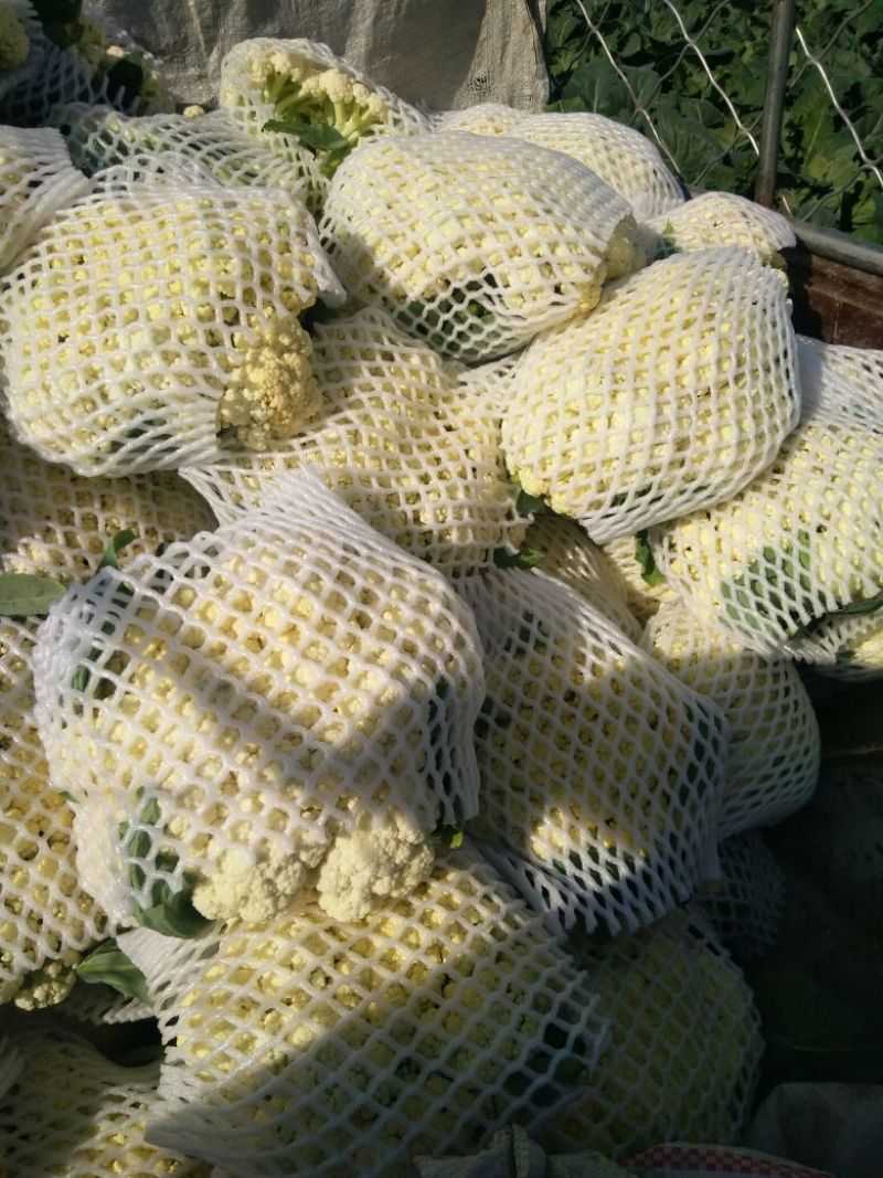 菜花适中乳白2斤