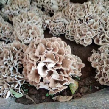 鲜栗蘑一级