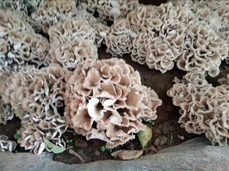 鲜栗蘑一级