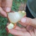 四川精品红绣球荔枝2cm以上/产地直发货源充足