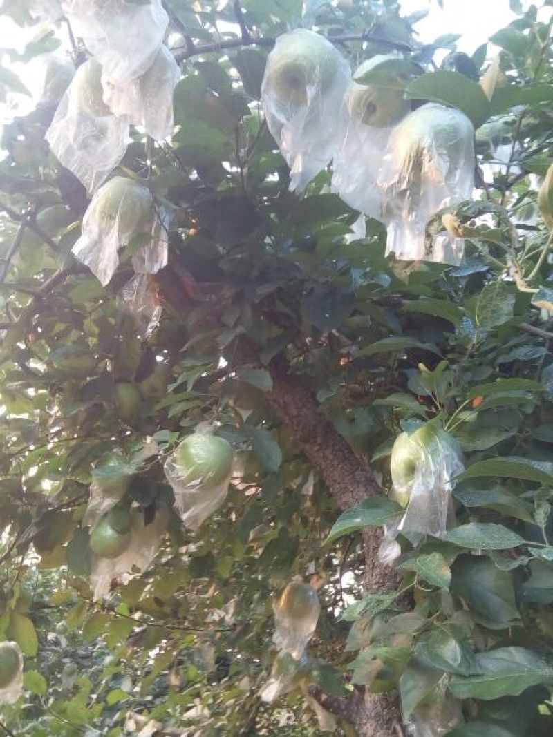 红星苹果红香蕉分级统货