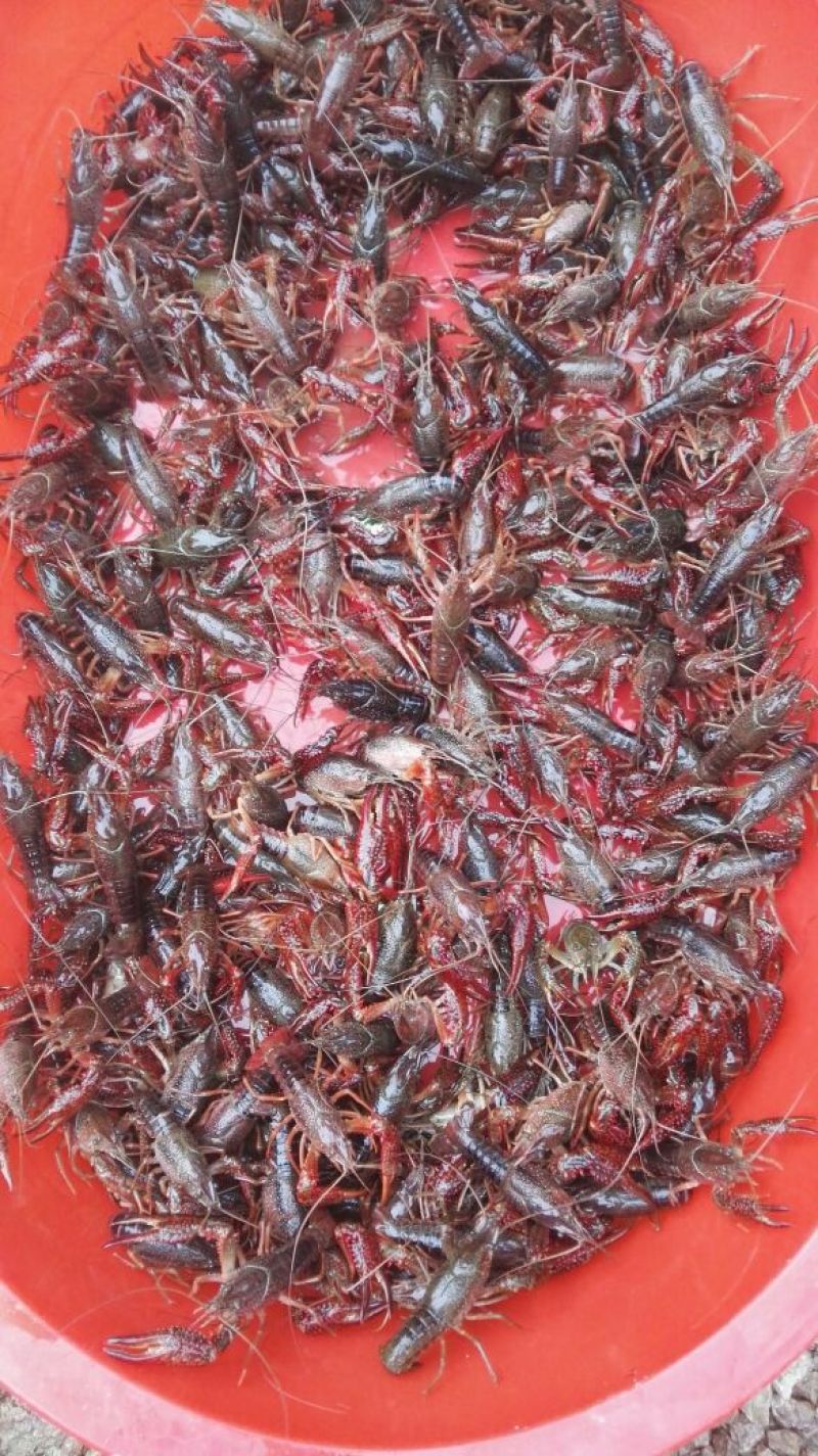 虾苗人工养殖种苗小龙虾苗，龙虾种。便宜出售，包送塘口