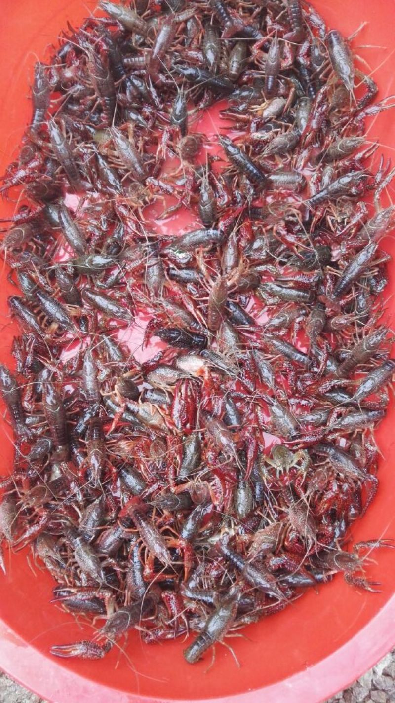 虾苗人工养殖种苗小龙虾苗，龙虾种。便宜出售，包送塘口