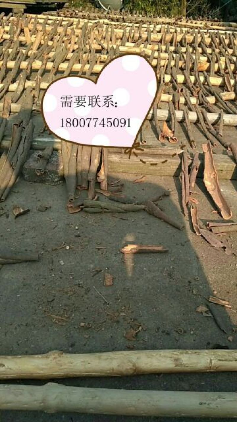 厚肉桂散装中通