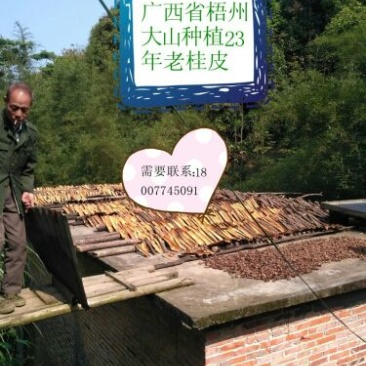 厚肉桂散装中通