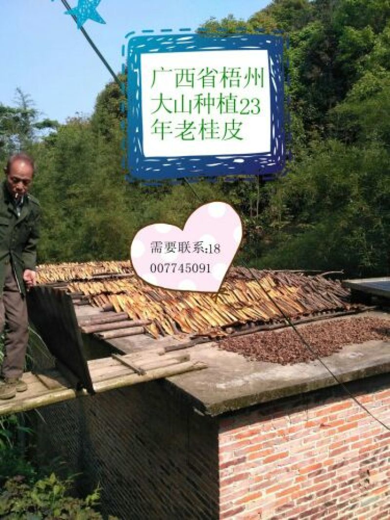 厚肉桂散装中通