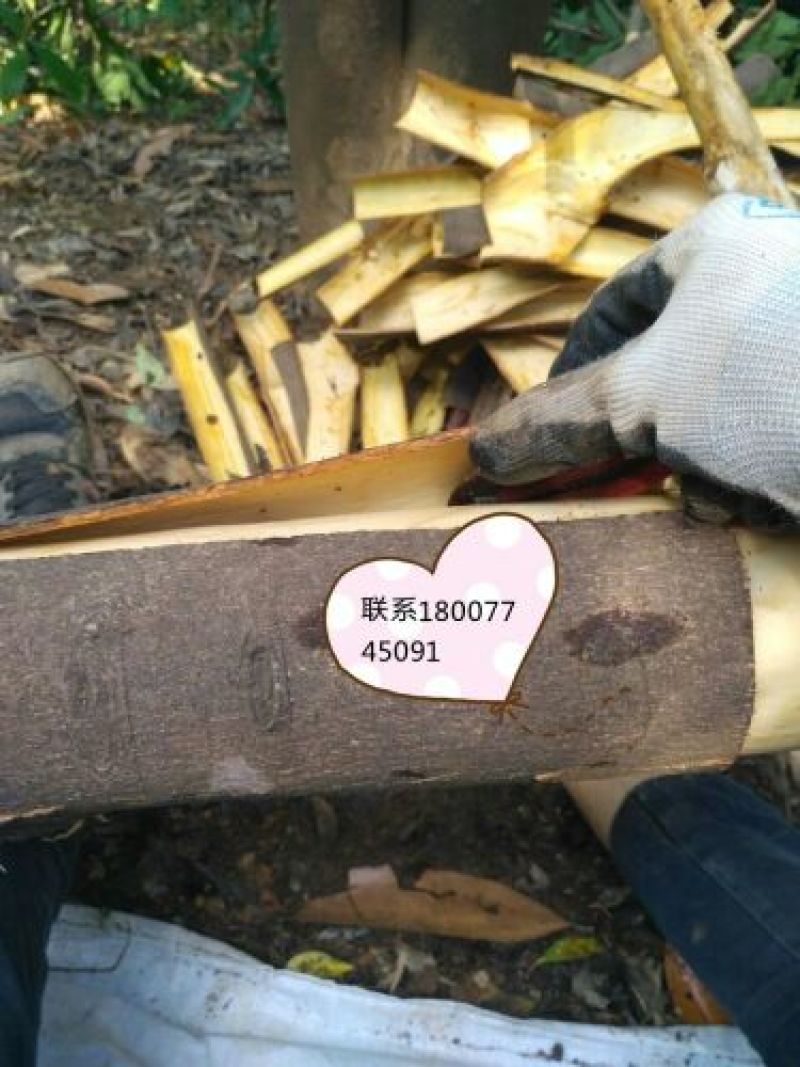 厚肉桂散装中通