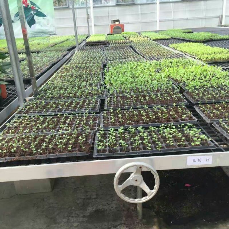 穴盘，育苗盘。育苗穴盘。种植盘蔬菜鸡各种植物育苗容器