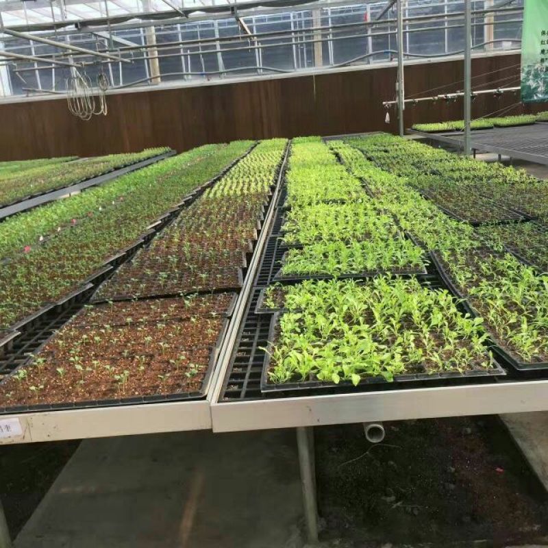 穴盘，育苗盘。育苗穴盘。种植盘蔬菜鸡各种植物育苗容器