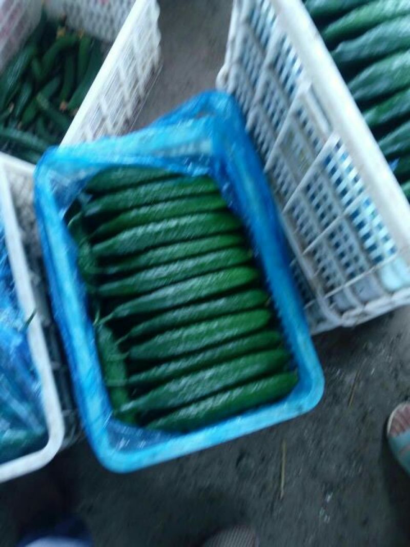 黄瓜22~25公分鲜花带刺，欢迎新老客户前来选购。