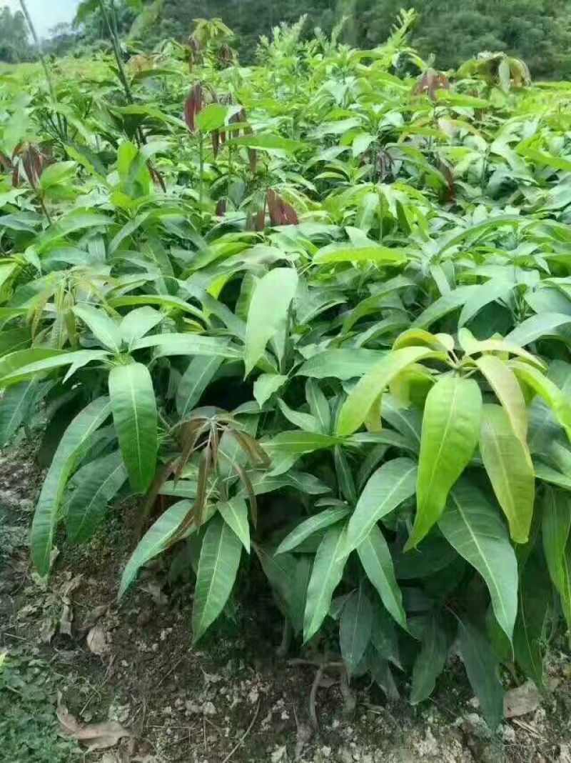 金煌芒果树苗嫁接芒果苗南方种植果树苗