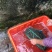 对虾干