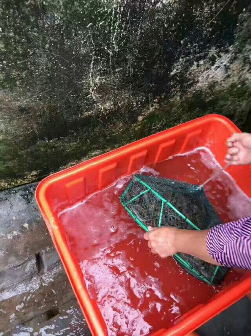 对虾干