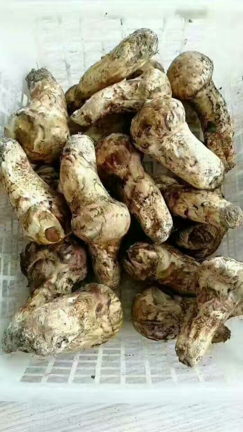 松茸一级东北野生松茸