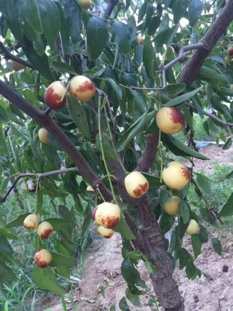大荔冬枣拐三