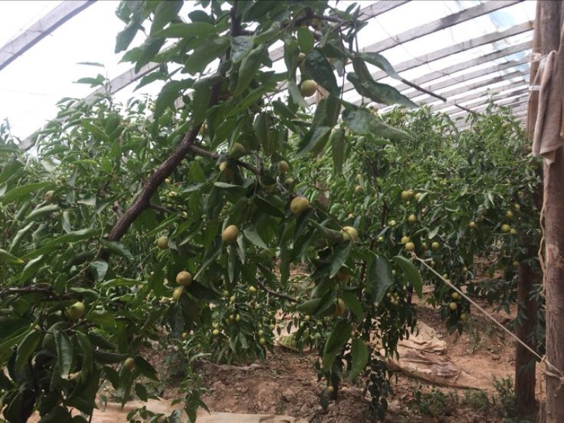 大荔冬枣拐三