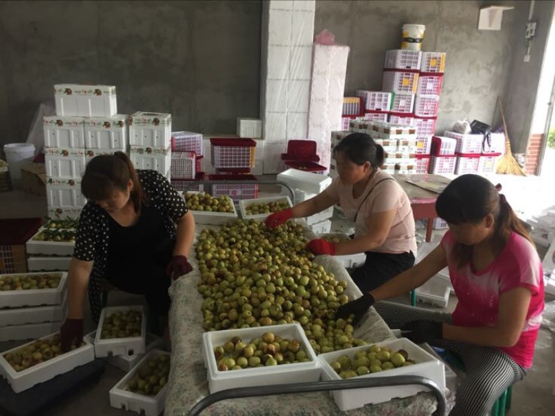 大荔冬枣拐三