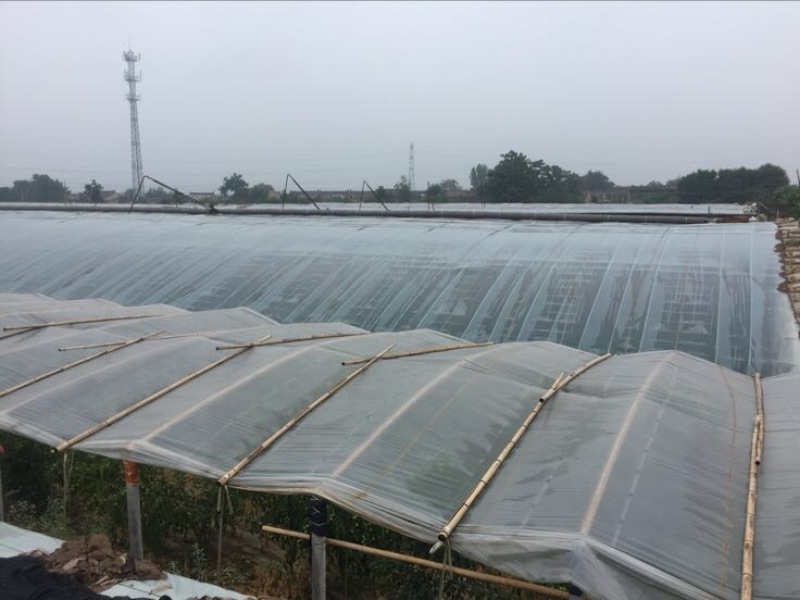 大荔冬枣拐三