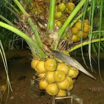 椰子树苗越南矮种甜水椰