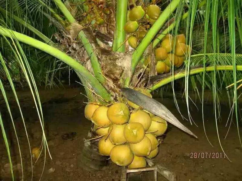 椰子树苗越南矮种甜水椰