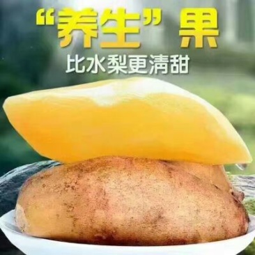 雪莲果5两以上