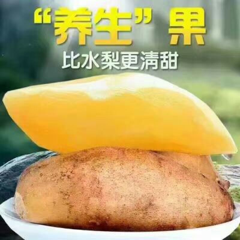 雪莲果5两以上