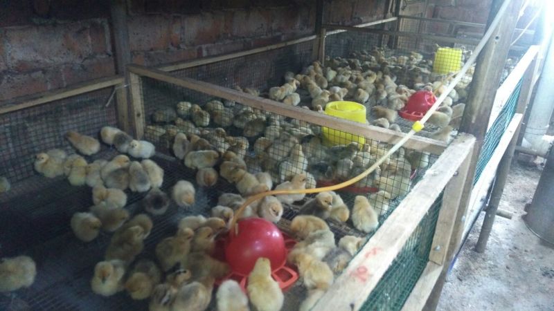 乌鸡苗出壳苗35~45克雌