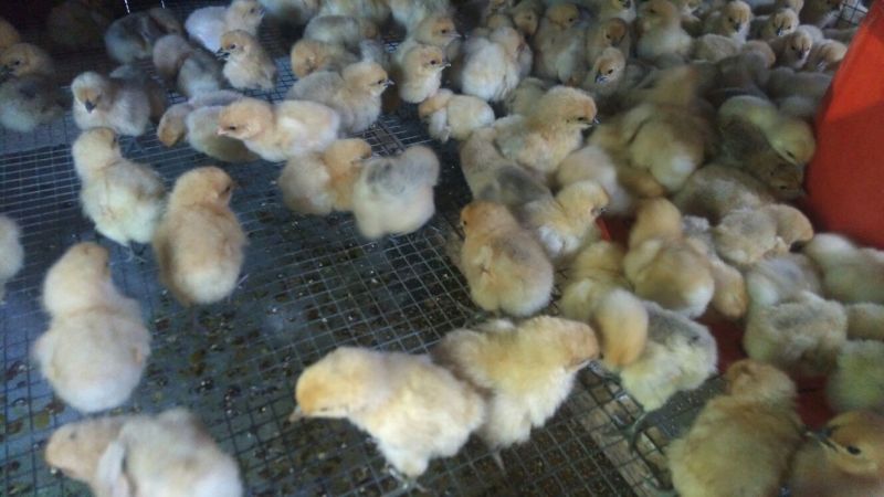 乌鸡苗出壳苗35~45克雌