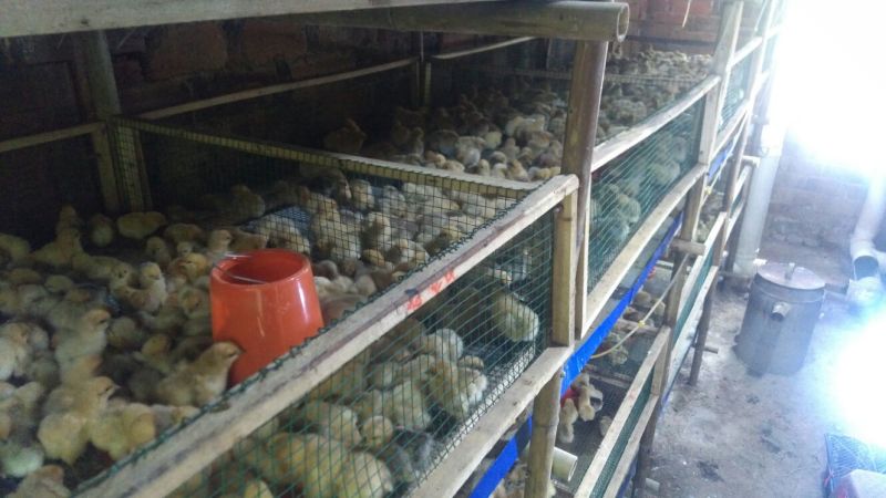 乌鸡苗出壳苗35~45克雌