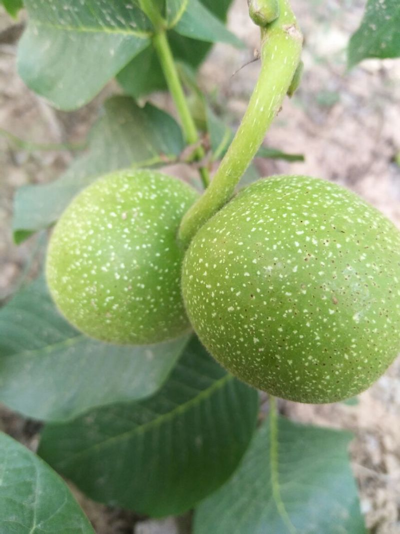 青皮核桃30mm以上青皮湿