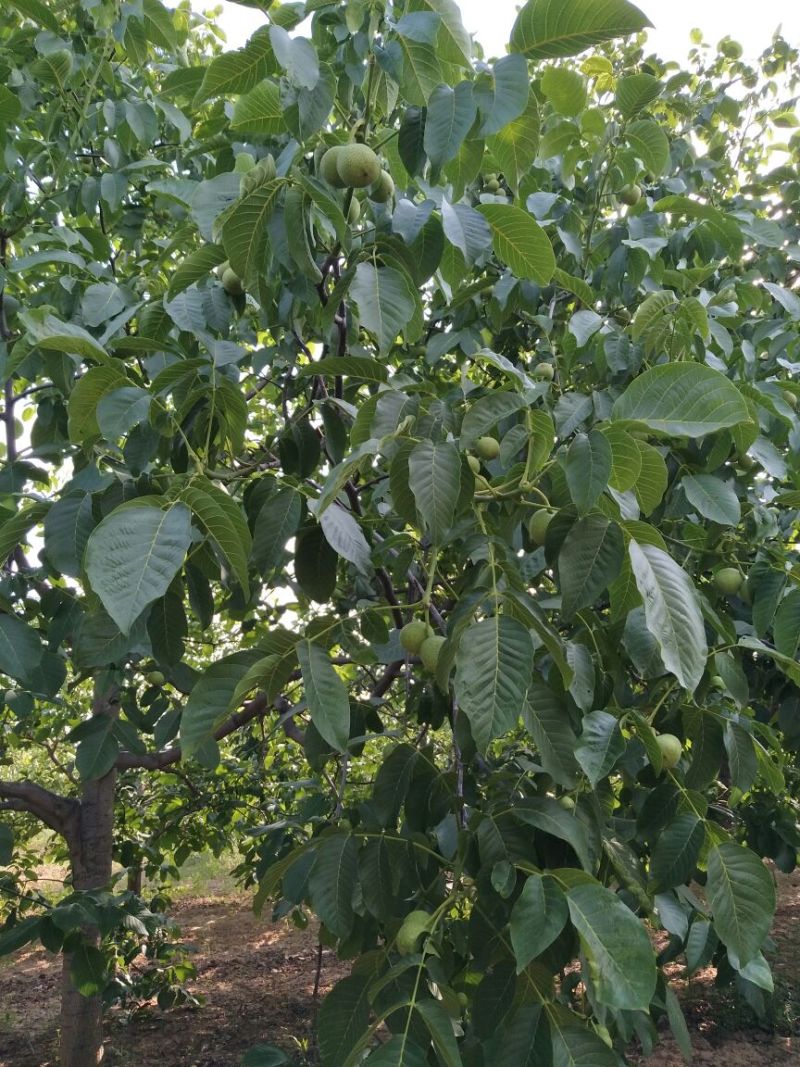 青皮核桃30mm以上青皮湿