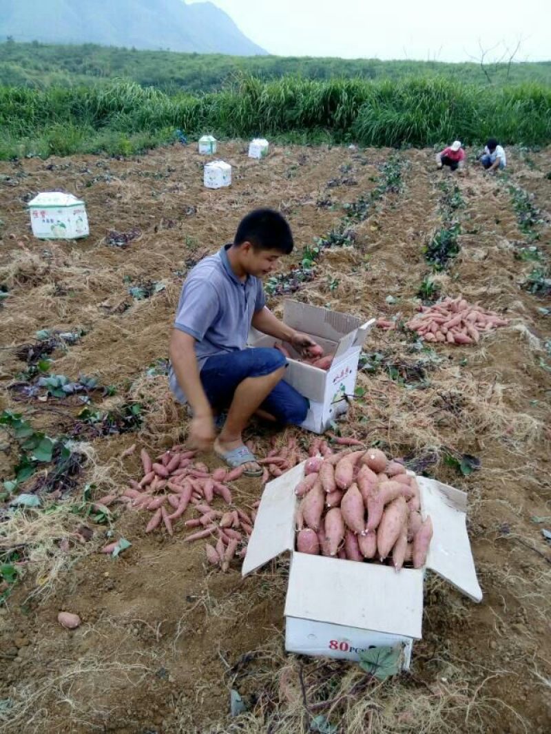一点红红薯白肉，紫心。红皮，