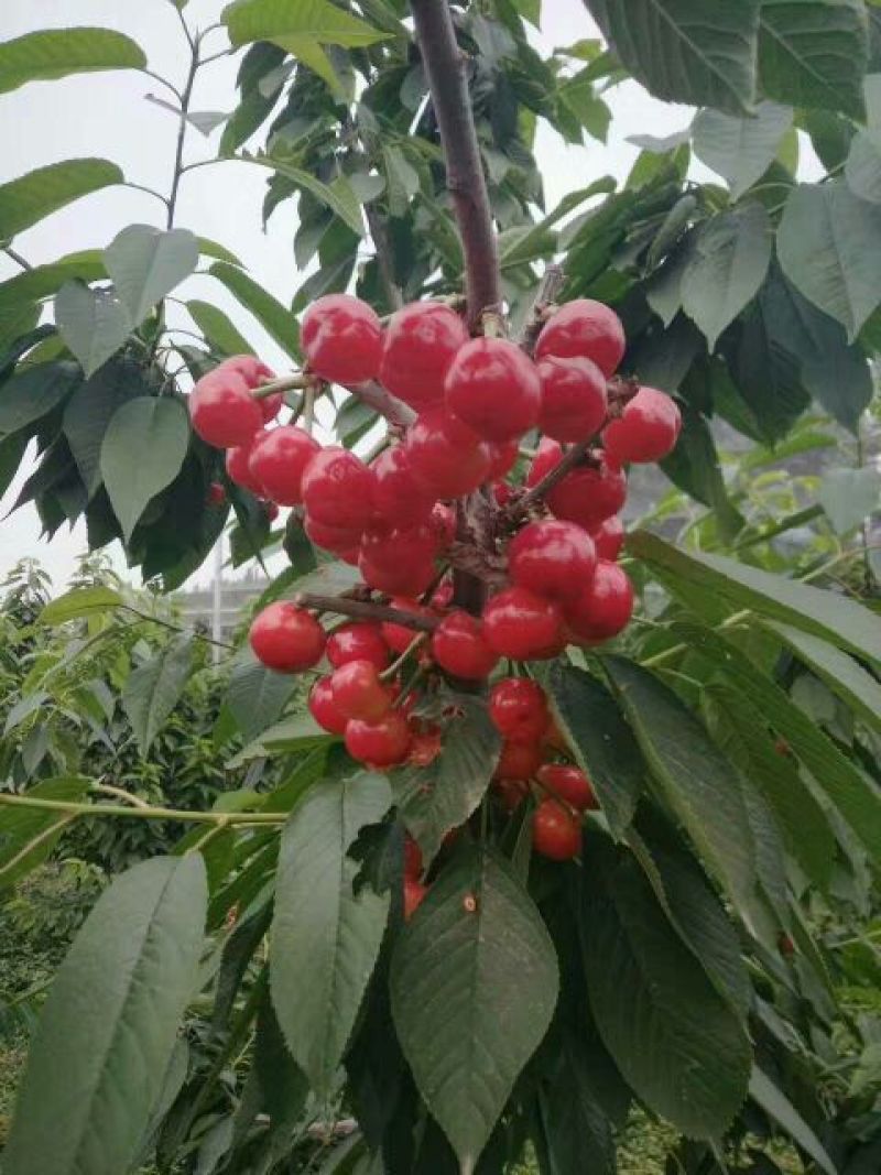 吉塞拉樱桃苗吉塞拉6号樱桃苗