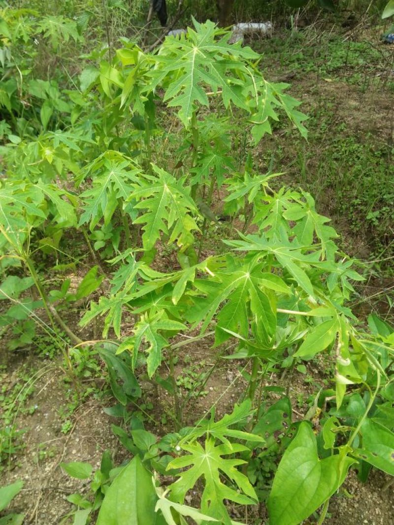 木瓜树苗20~30cm