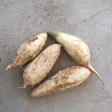 豆薯2500g以上