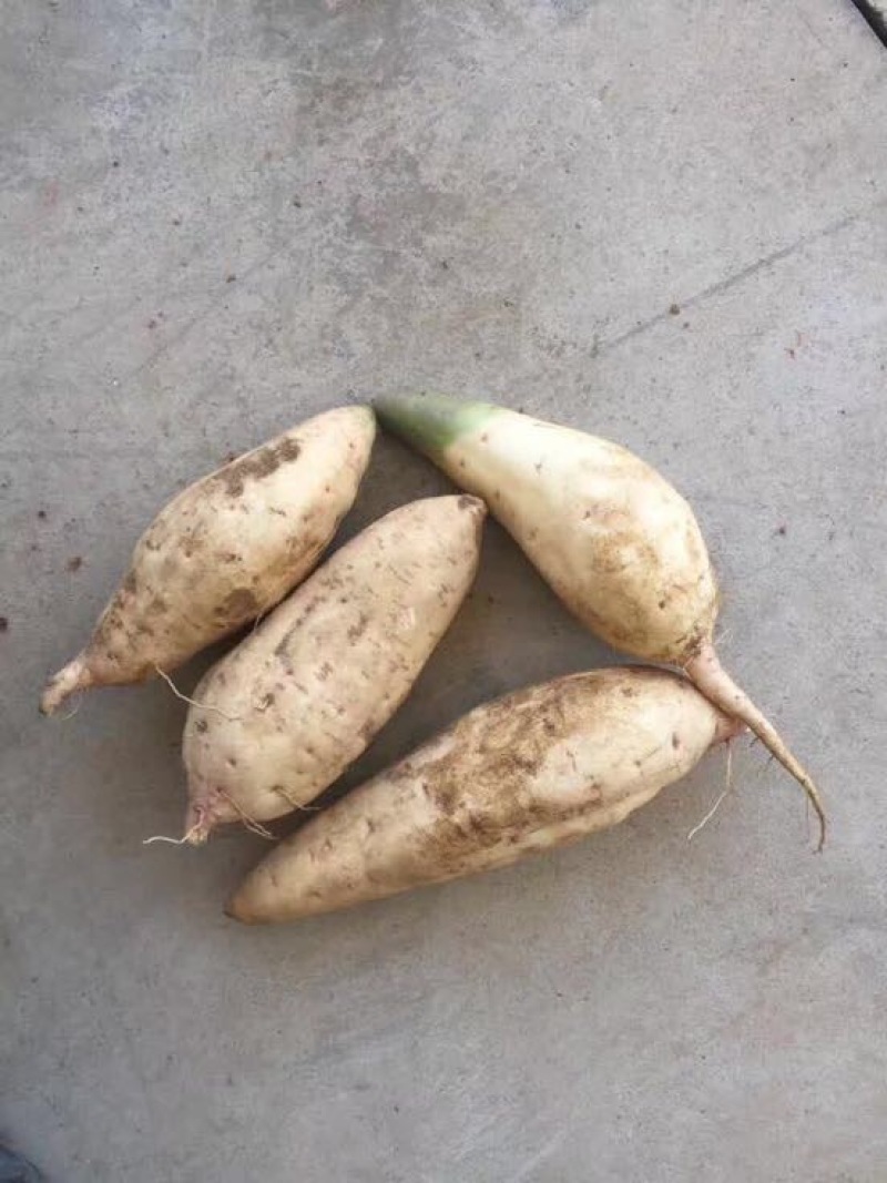 豆薯2500g以上