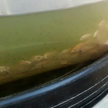 红罗非鱼苗8朝