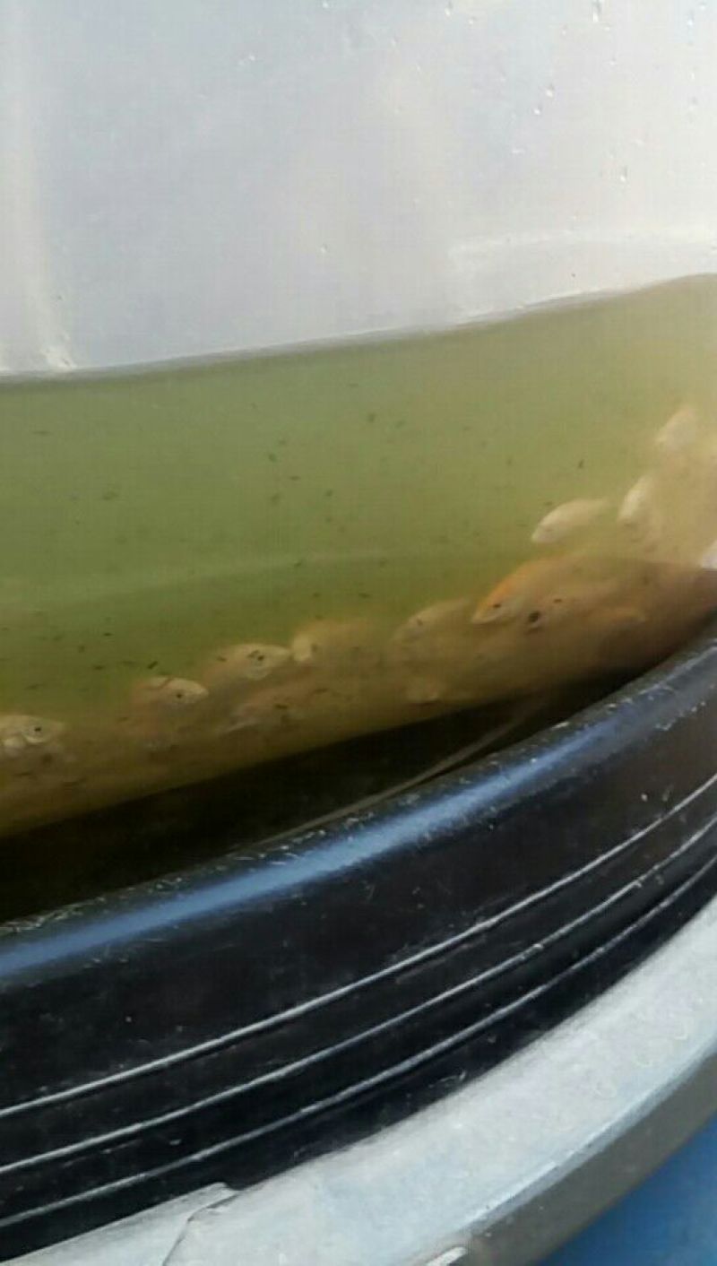 红罗非鱼苗8朝