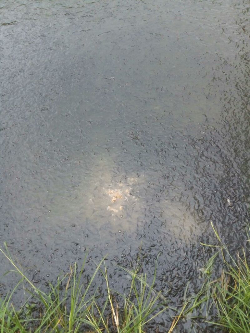 罗非鱼苗8朝