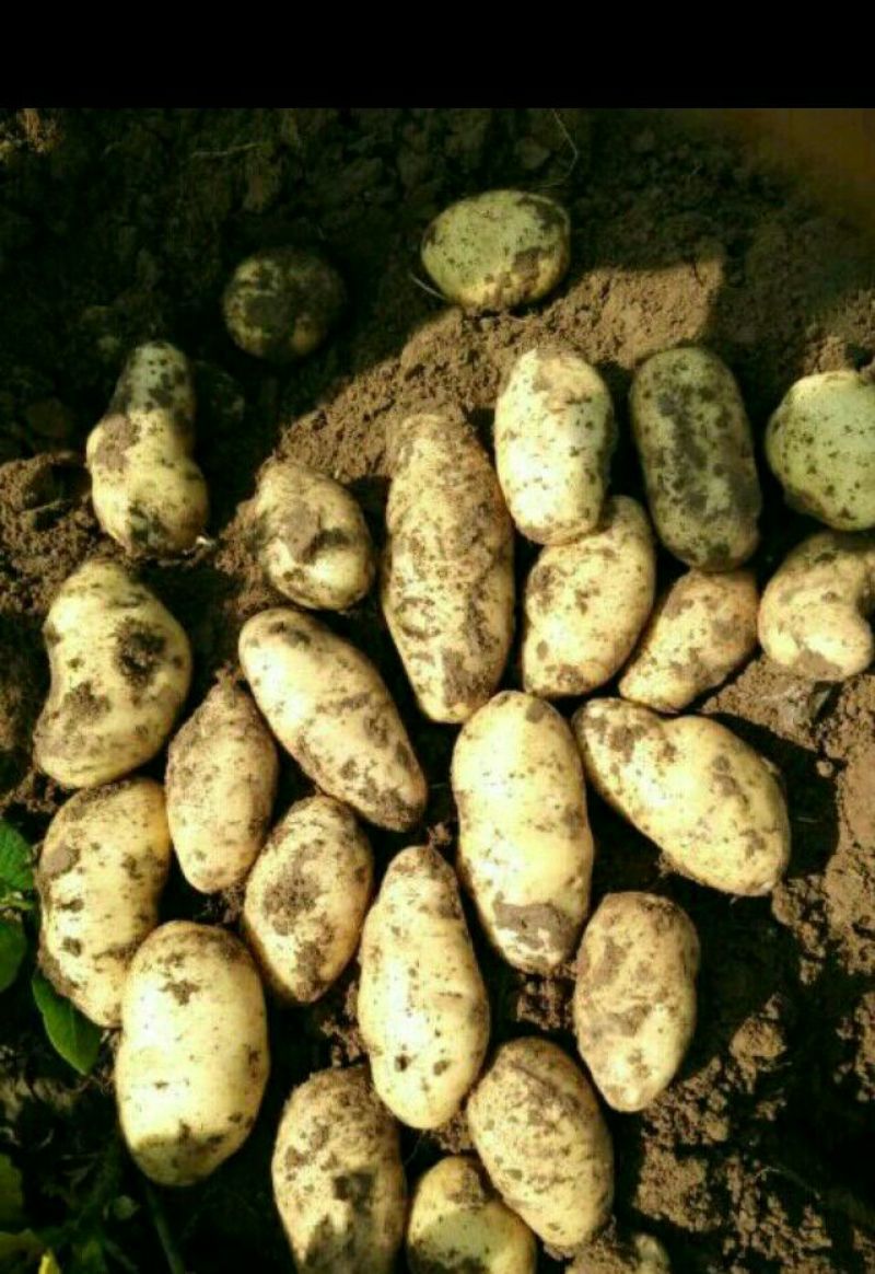 荷兰十五土豆1两以下次货