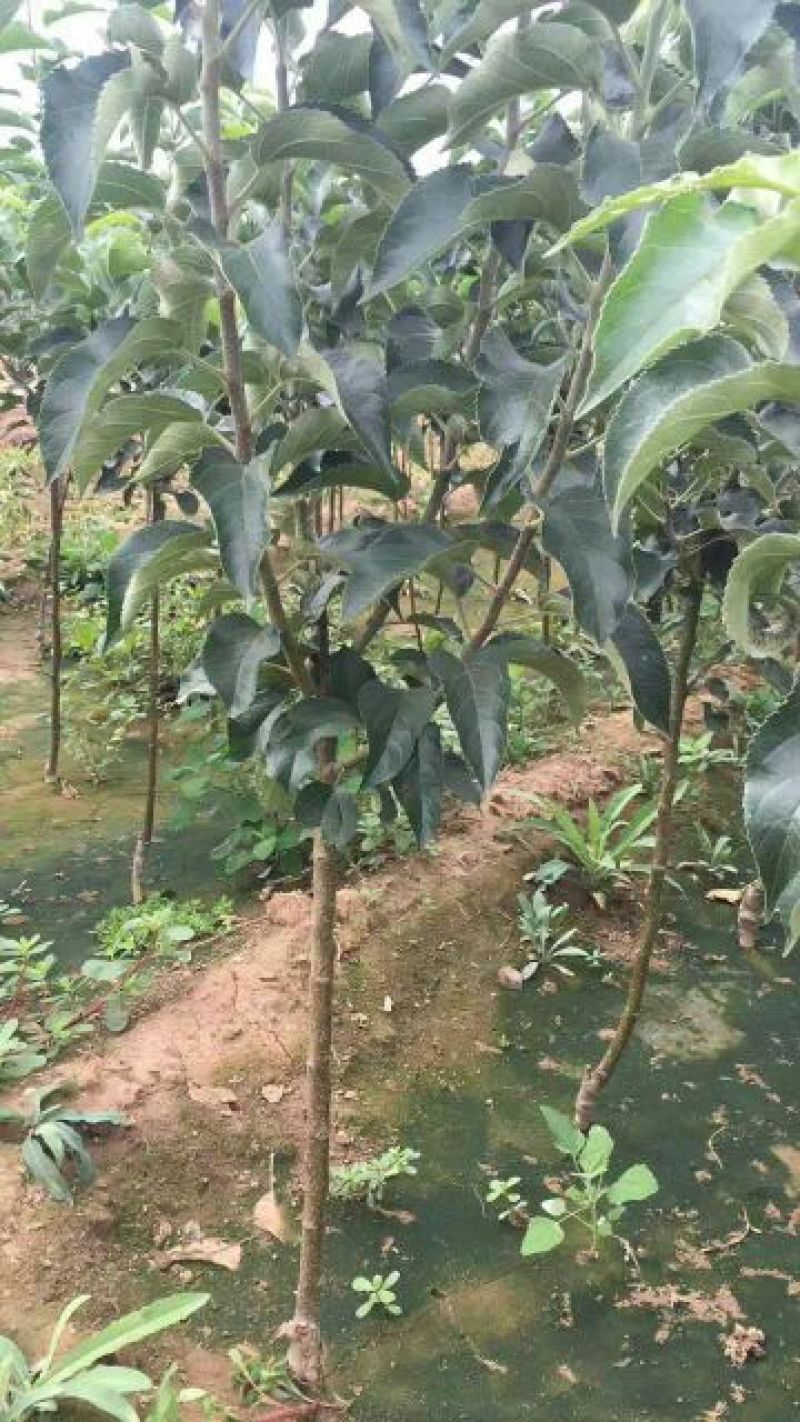 红香酥梨树苗农户直销梨树苗