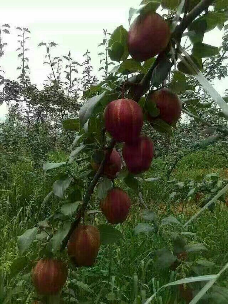红香酥梨树苗农户直销梨树苗